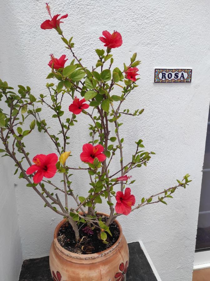 Rosa Eden Apartment La Asomada  Luaran gambar